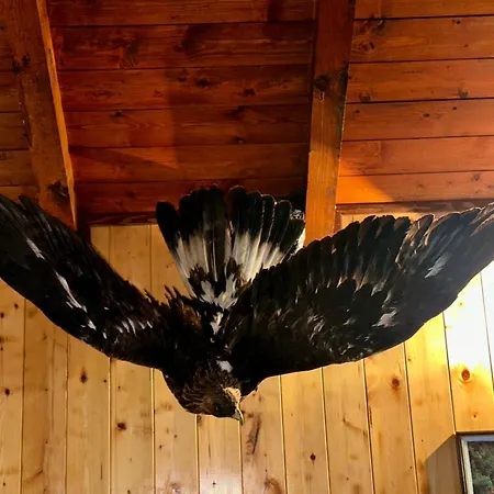 House Eagle * Bihac